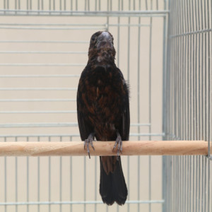 Criadouro Falcão