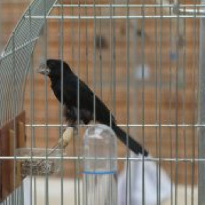 Criadouro Falcão