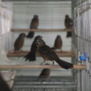Criadouro Falcão